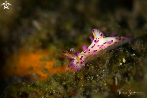 A Nudibranch 