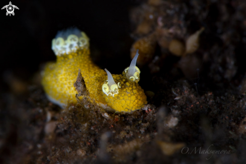 A Nudibranch Aegires flores 