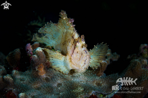 A frogfish