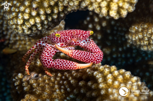 A Rust-Spotted Guard Crab