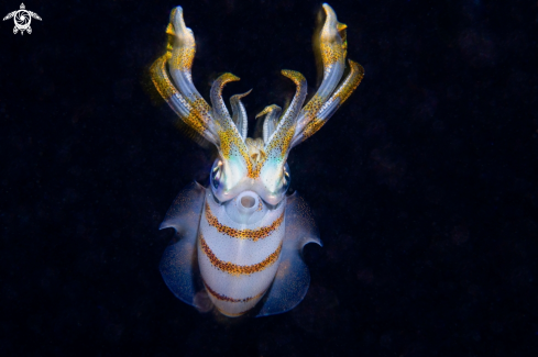 A Bigfin reef squid