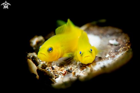 A Yellow Coral Goby