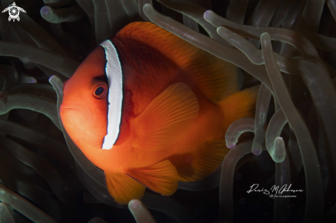 A Amphiprion frenatus male