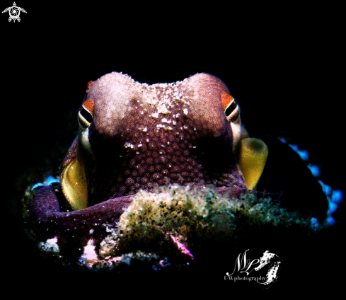 A  Amphioctopus marginatus | Coconut octopus 