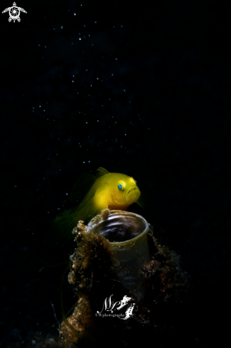 A Gobiodon okinawae | Yellow Goby 