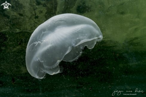 A Jelyfish