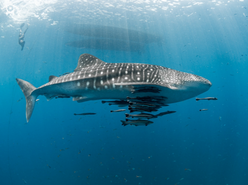 A Rhincodon typus | Whale Shark