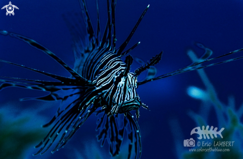 A Lionfish