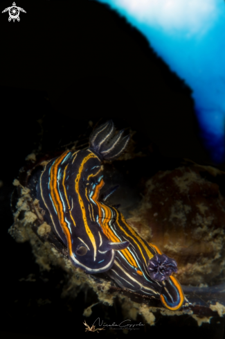 A nudi