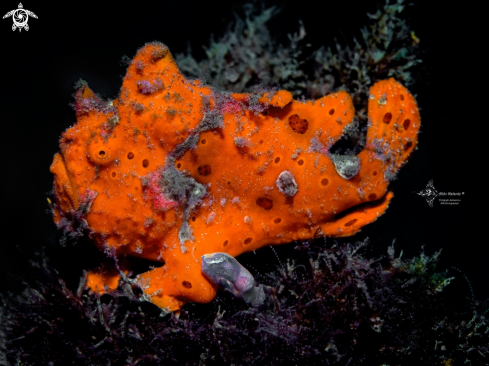 A Painted Frogfish