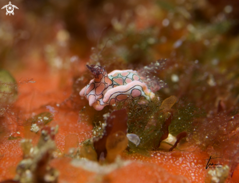 A Sagaminopteron psychedelicum | Psychedelic Batwing Slug