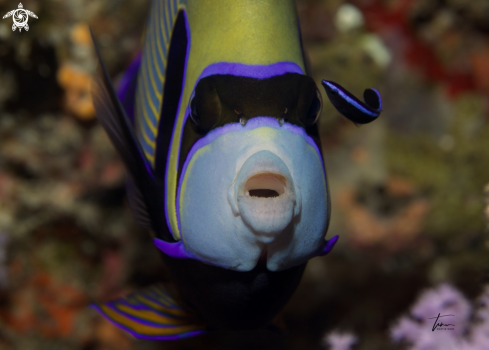 A Emperor Angelfish with Bluestriped Cleanerwrasse
