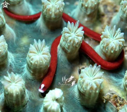 A Braun's pughead pipefish