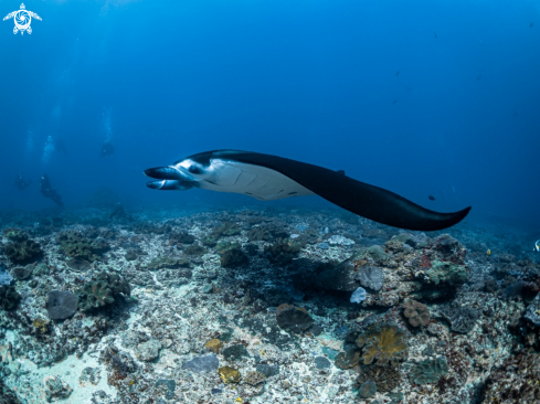 A Mobula alfredi | Manta Ray