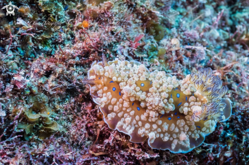 A Nudibranch