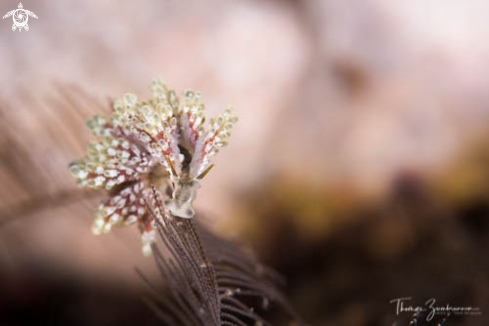 A Nudibranch 