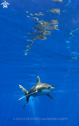 A Longimanus shark