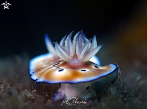 A Chromodoris Nudibranch | Chromodoris