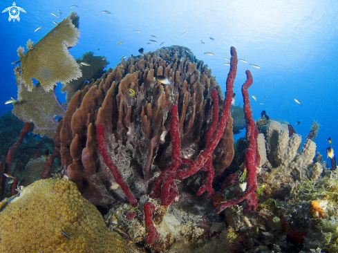 A house reef