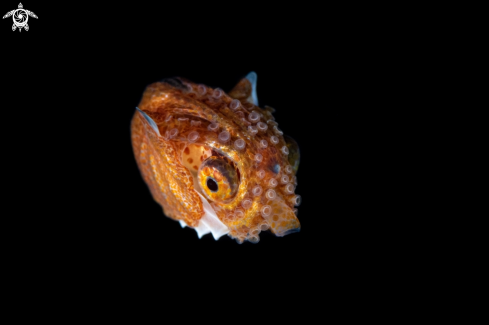 A Paper Nautilus