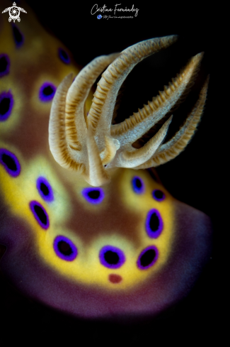 A Nudibranch