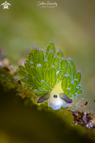 A Nudibranch