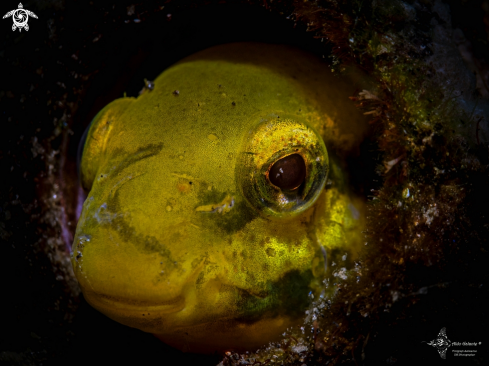 A Sabre-Toothed Blenny Fish 