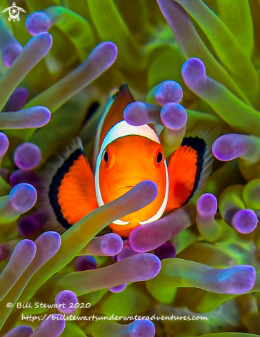 A Amphiprion ocellaris | Clownfish