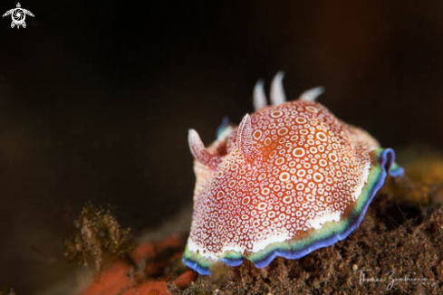 A Nudibranch 