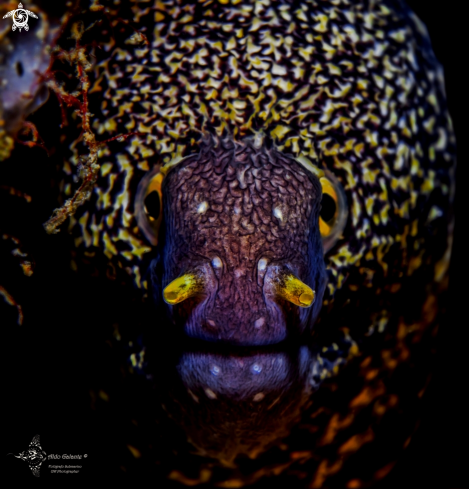 A Snowflake Moray Eel