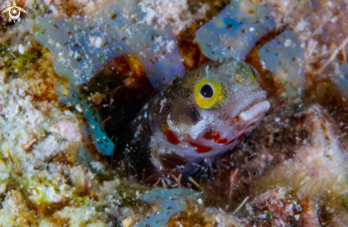 A Little Blenny