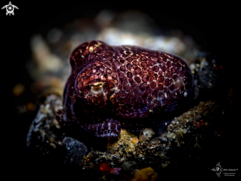 A Bobtail squid (3 cm)