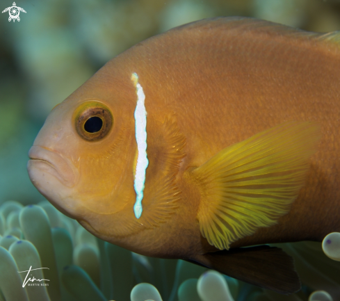 A Blackfoot Anemonefish