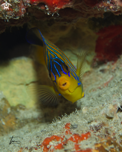 A Pygoplites diacanthus | Regal Angelfish