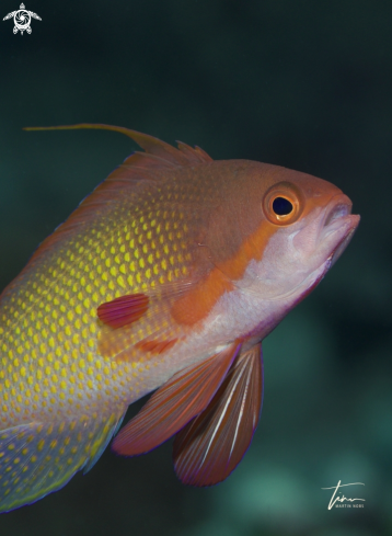 A Orange Basslet