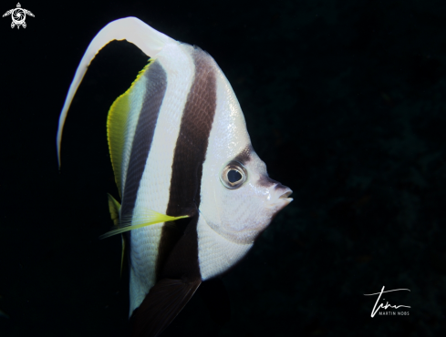 A Heniochus acuminatus | Longfinned Bannerfish