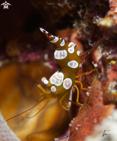 A Thor amboinensis | Squat Shrimp