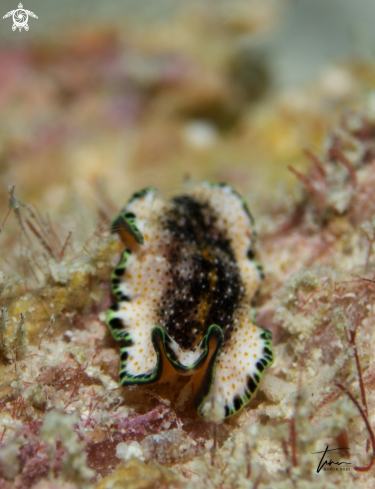 A Pseudoceros leptostichus | Flatworm