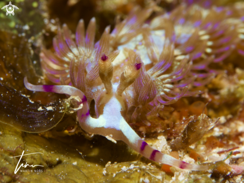 A Blue dragon nudibranch