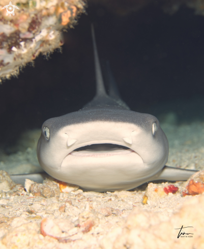 A Triaenodon obesus | Whitetip Reefshark