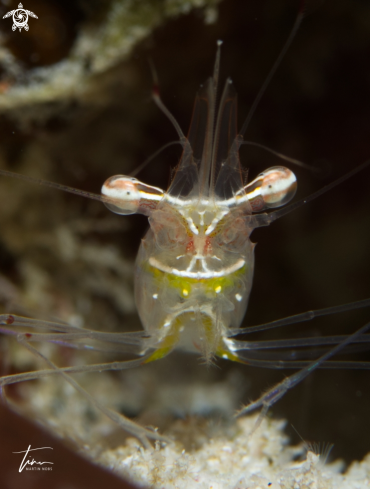 A Cuapetes platycheles | Cuapetes Shrimp