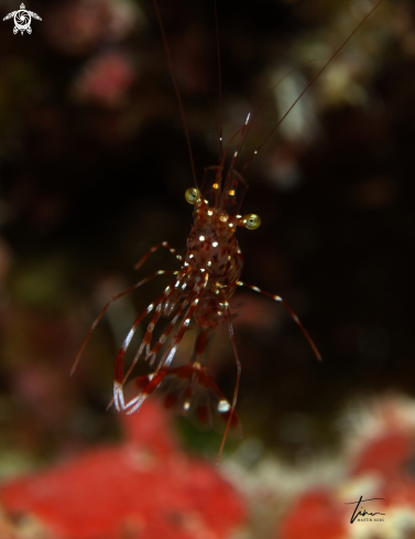 A Urocaridella antonbrunii | Bruun's Cleanershrimp