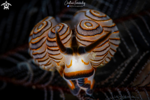 A Nudibranch