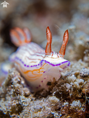 A Hypselodoris sp.   | Nudibranch