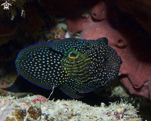 A Calloplesiops altivelis | Comet