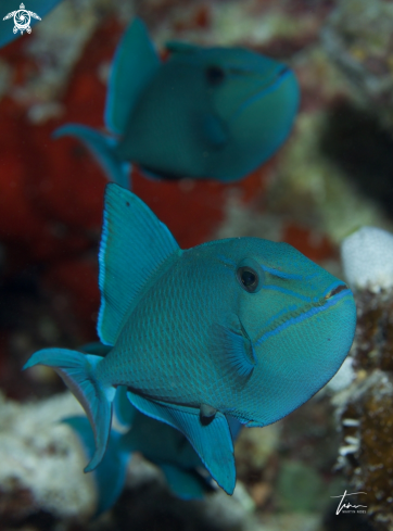 A Red toothed Triggerfish