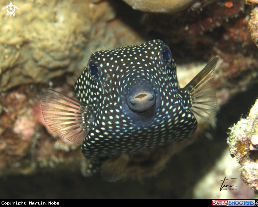 A Spotted Boxfish