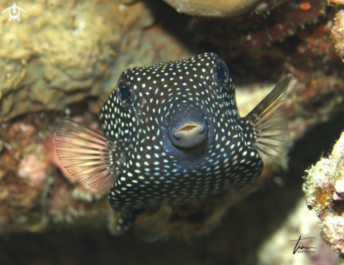 A Spotted Boxfish