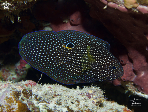 A Calloplesiops altivelis | Comet