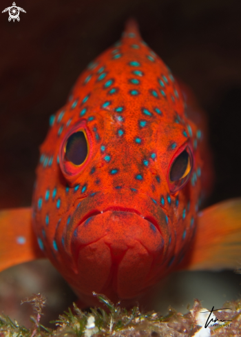 A Cephalopholis miniata | Coral Rockcod